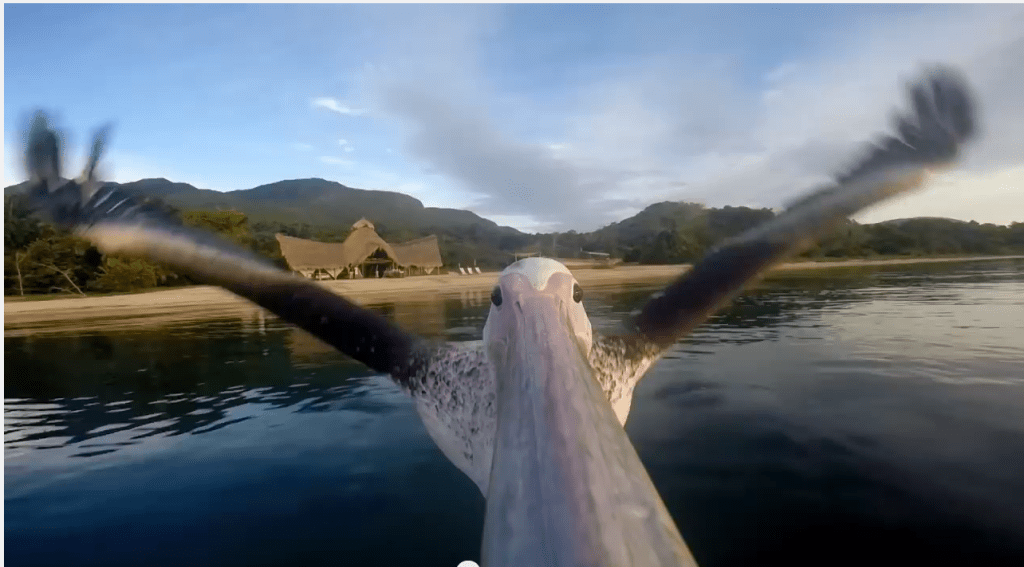 GoPRO hede creatividad vídeo viral